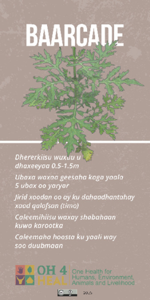 Parthenium_sticker_Somali.pdf.jpg