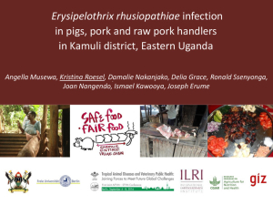 Pig pork infections UG.pdf.jpg