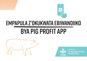 Pig profit app recording sheets - Luganda.pdf.jpg