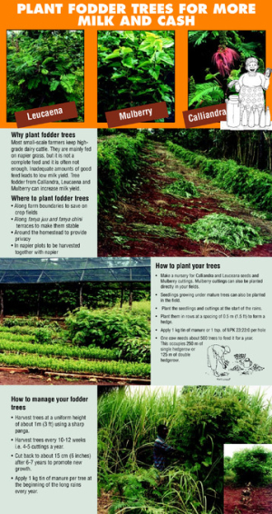 Plant fodder trees poster English.pdf.jpg