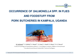 Salmonella in flies and foodstuff.pdf.jpg