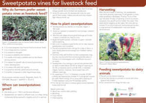 SweetPotato_en_May2024.pdf.jpg