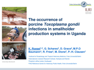Toxoplasma pigs Uganda.pdf.jpg