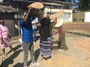 TraineesPracticingSeedThreshing.jpg