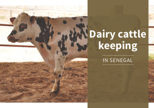 Training_dairyCattle_En.pdf.jpg