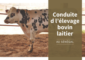 Training_dairyCattle_Fr.pdf.jpg