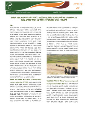 ar_brief_47_Amharic.pdf.jpg