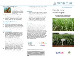 brachiaria_grass _brochure.pdf.jpg