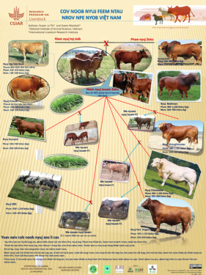 cow_breeding_poster_hm.pdf.jpg