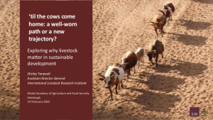 cowsComeHome.jpg