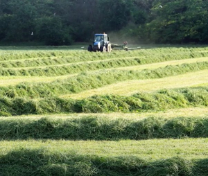 hay_making_2.jpg