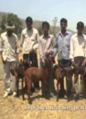 imGoats_India.jpg