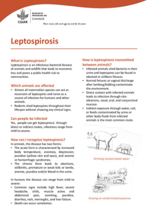 leptospirosi.pdf.jpg