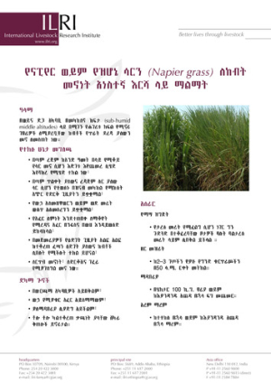 napieramharic.pdf.jpg