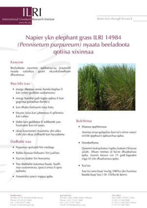 napieroromifa.pdf.jpg