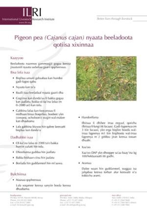 pigeonoromifa.pdf.jpg