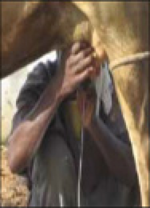 senegalDairy_en.jpg