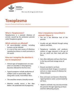 toxoplasma.pdf.jpg