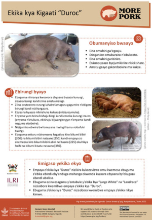 uganda_pig_breeds_duroc_runyakitara.pdf.jpg
