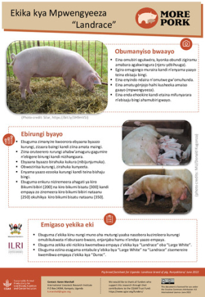 uganda_pig_breeds_landrace_runyakitara.pdf.jpg