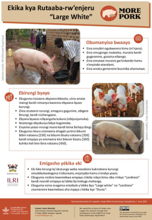uganda_pig_breeds_largeWhite_Runyakitara.pdf.jpg