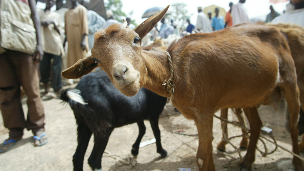 From scapegoat to solution: How evidence-based advocacy changed the livestock story 