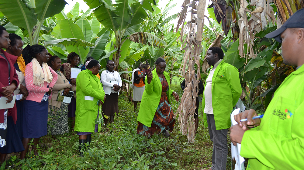Pioneer adaptation farmers inspire adoption of climate-smart innovations in Bomet County, Kenya