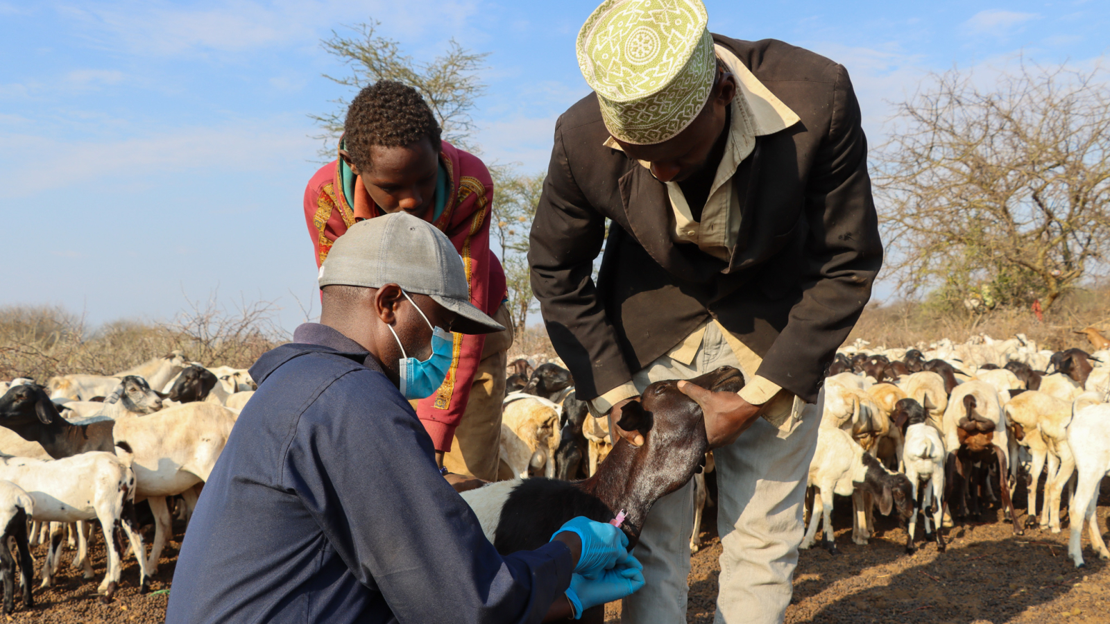 Kenya has a new contingency plan for tackling Rift Valley fever