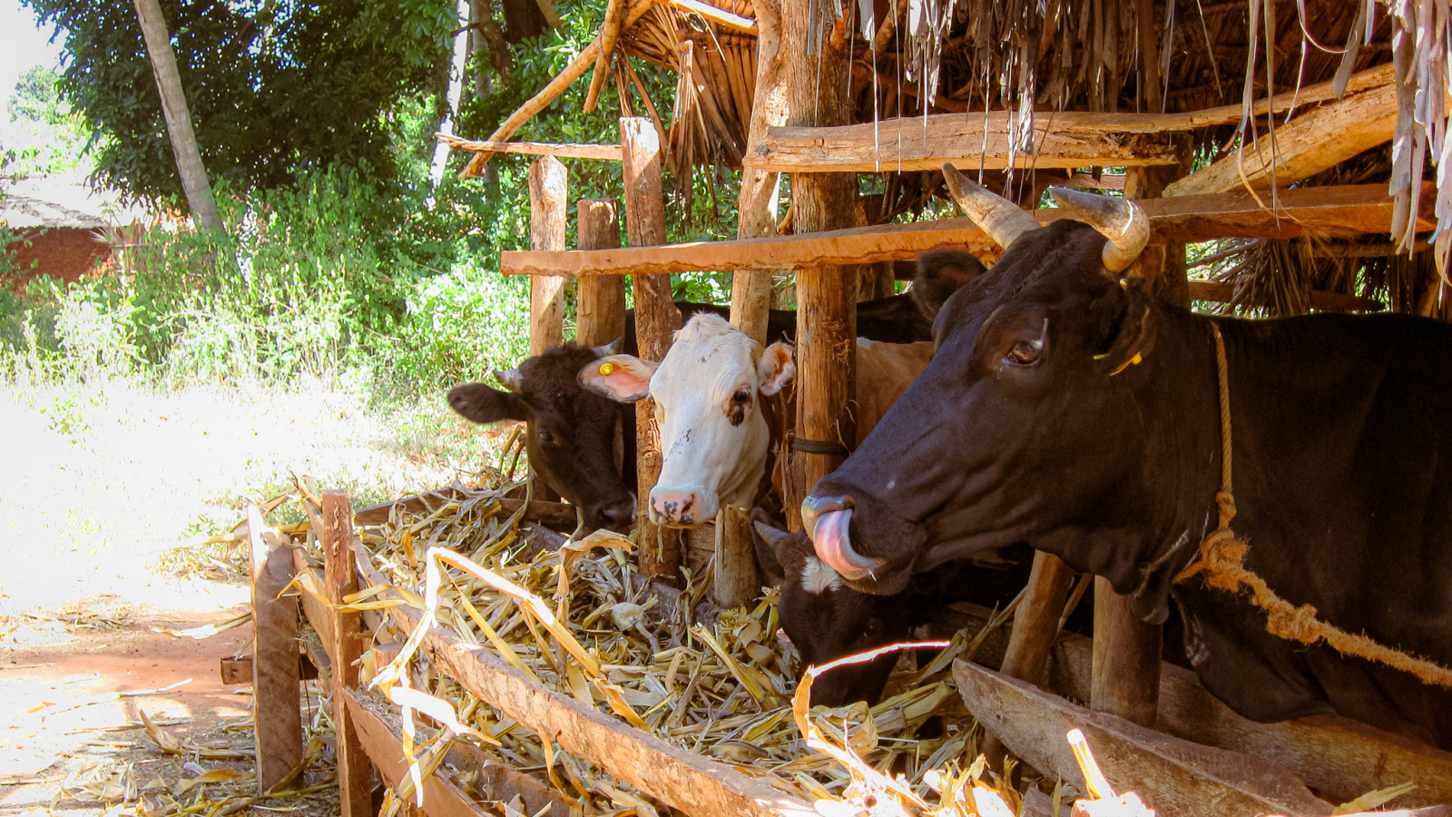 Can we feed livestock better for a more sustainable future?