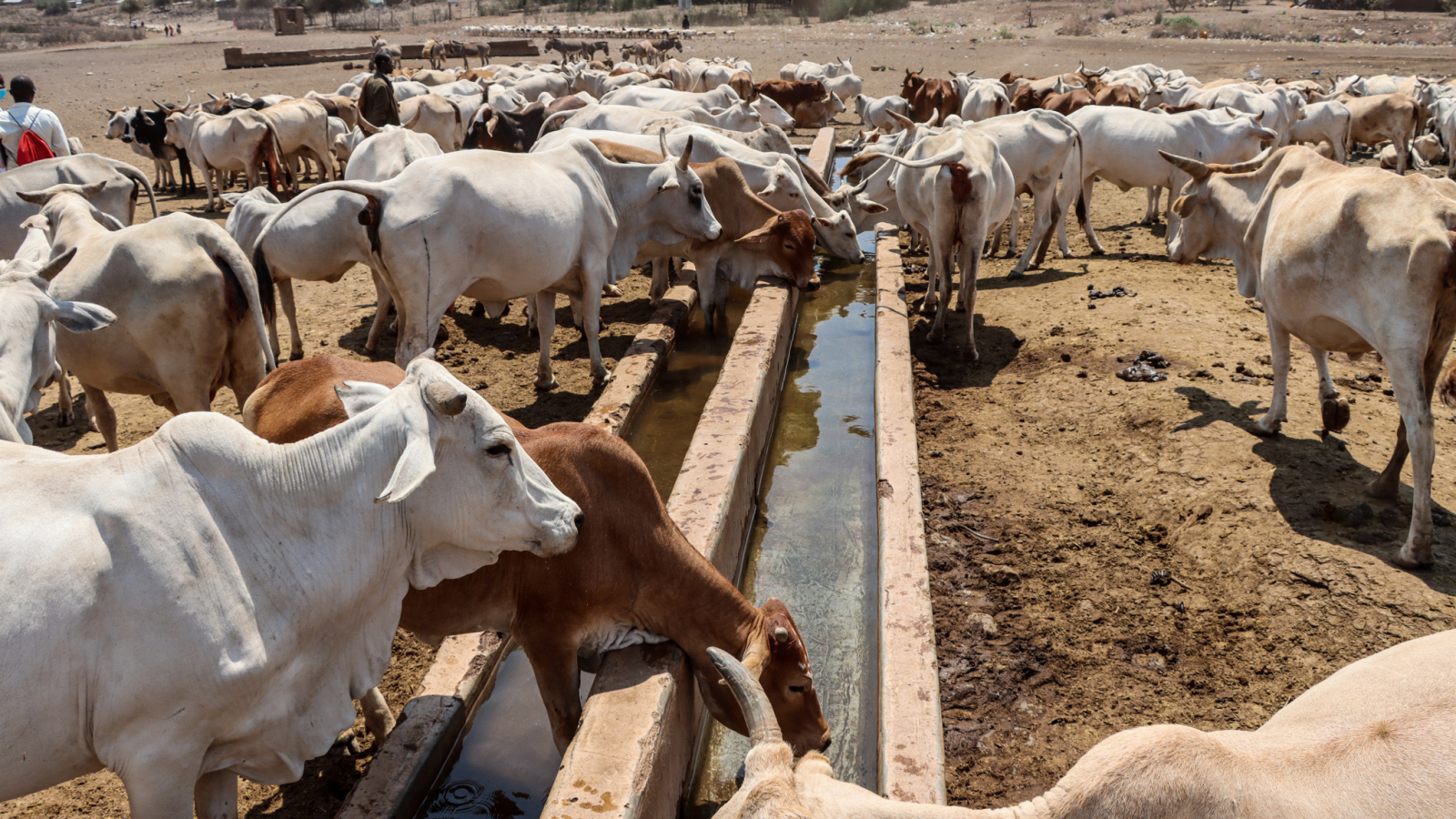Innovation places communities at the heart of restoring rangelands in East Africa