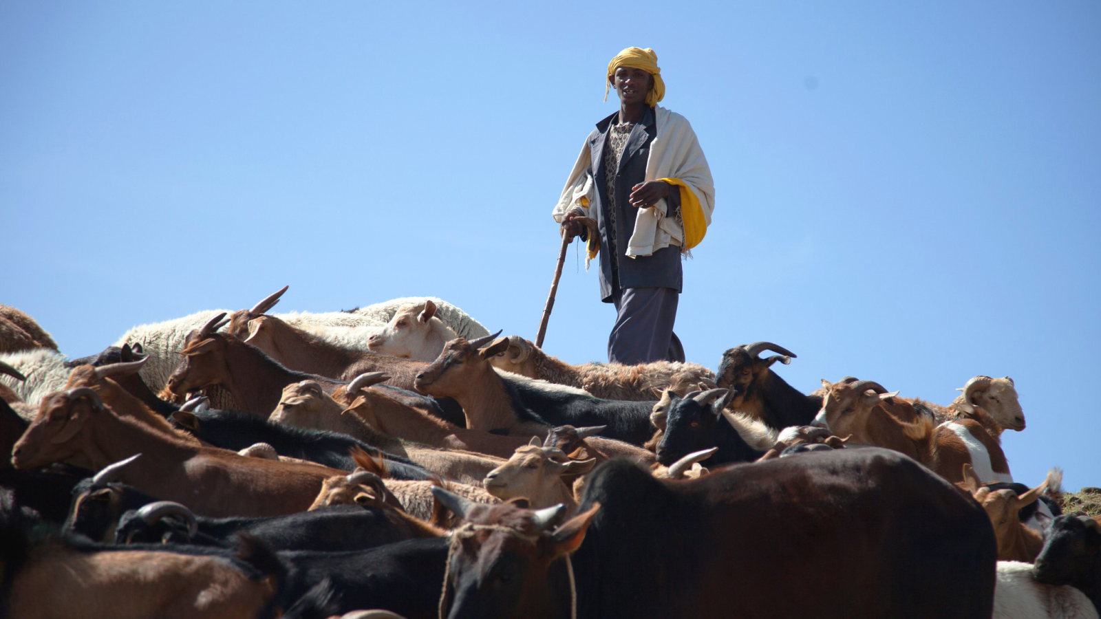 Earth observation data informs African livestock feed policy options