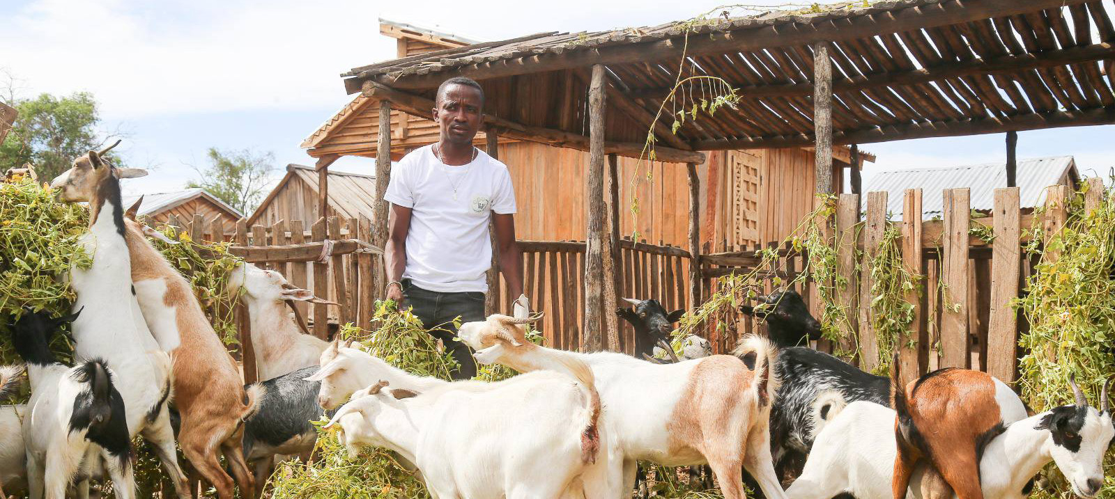 From analysis to action: livestock research helps Madagascar transform its livestock sector