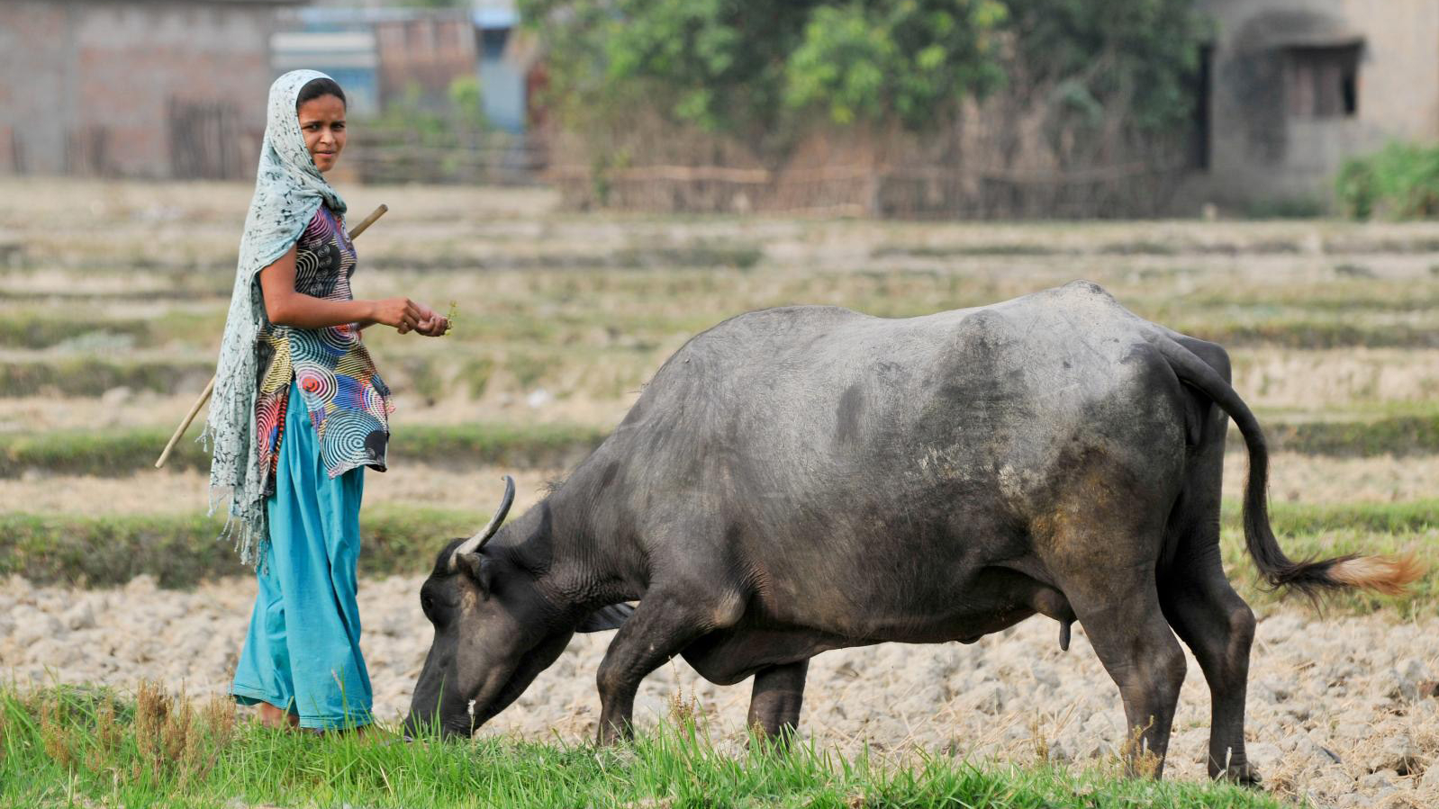 Bringing livestock services closer to farmers in Nepal
