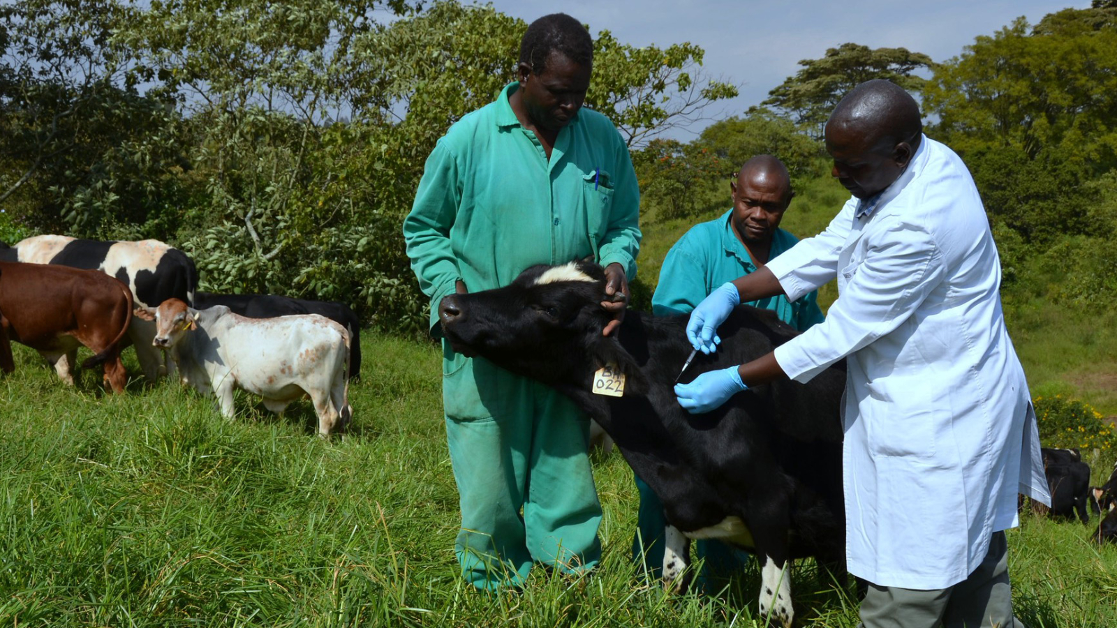 ILRI research is working towards more effective livestock vaccines 