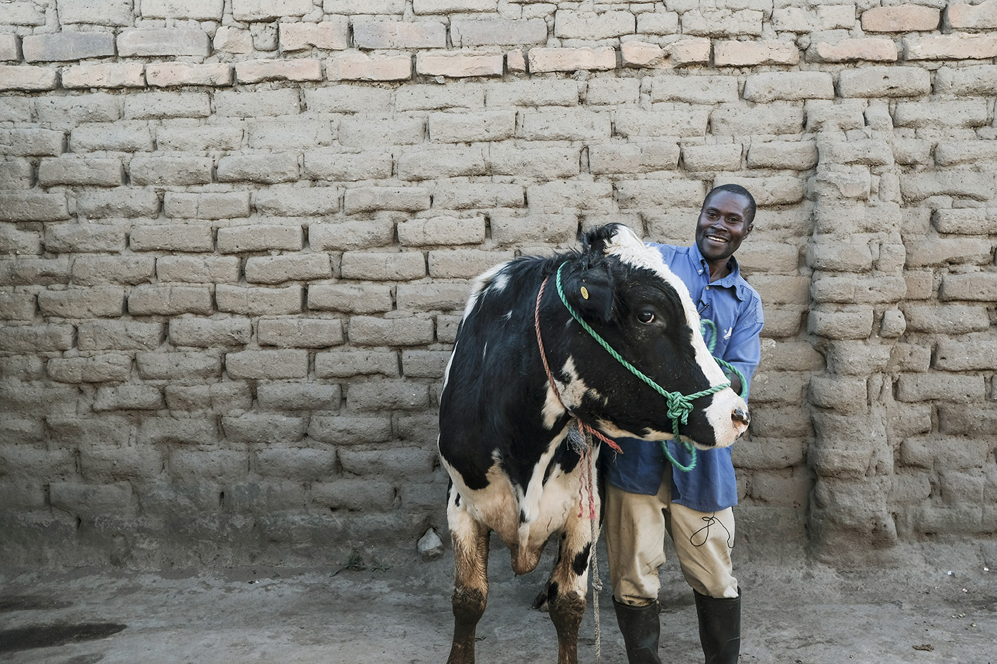 Building better cows to supercharge tropical milk production