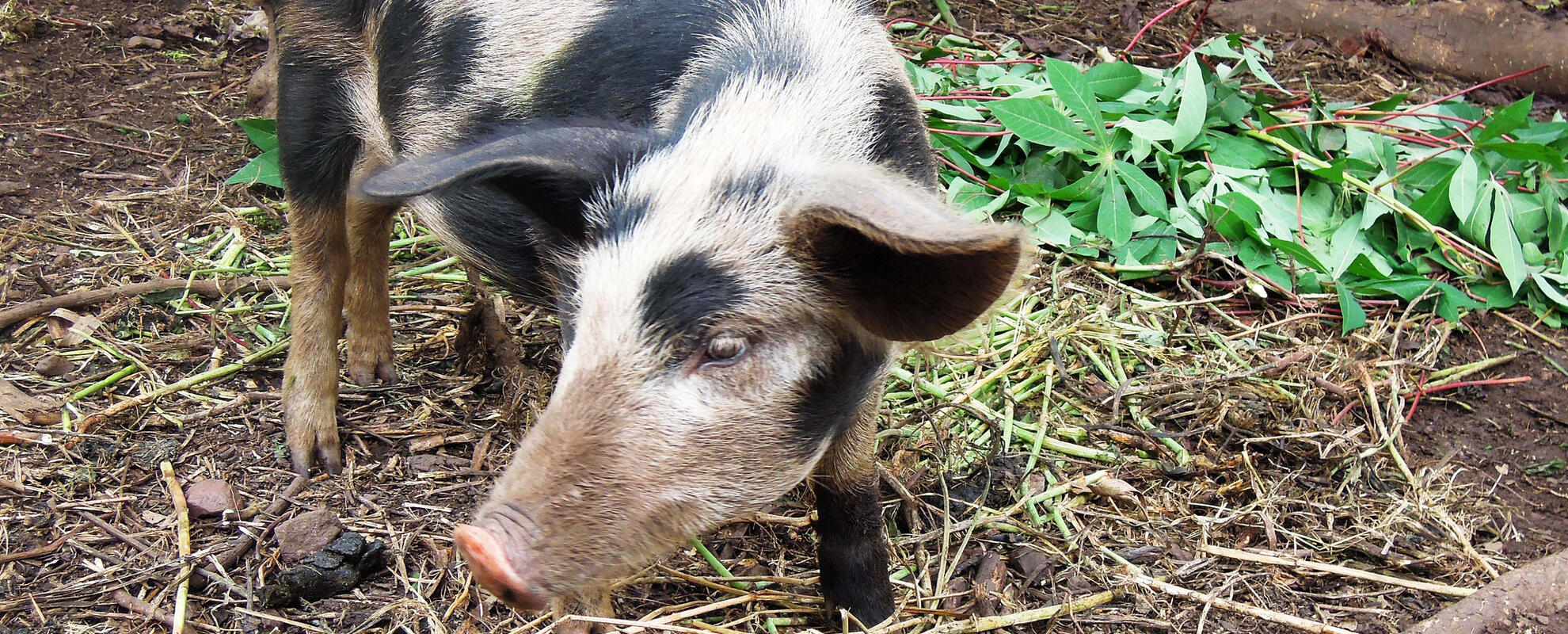 Africa Swine Fever Virus Genome Sequencing to underpin Control
