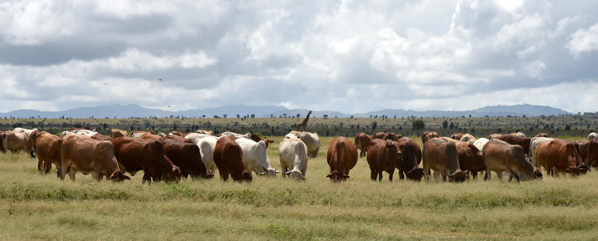 Circulation of antibiotic resistance genes at the wildlife–livestock interface in Kapiti, Kenya