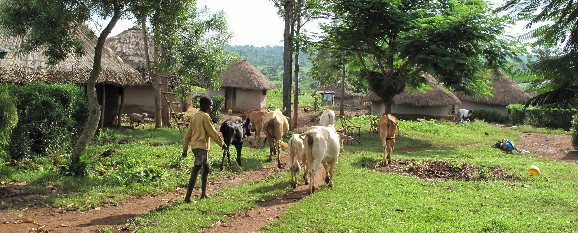 Zoonoses in livestock in Kenya