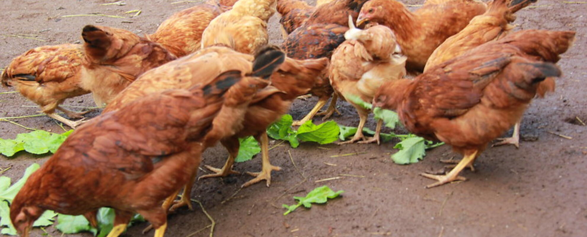 indigenous poultry breeds