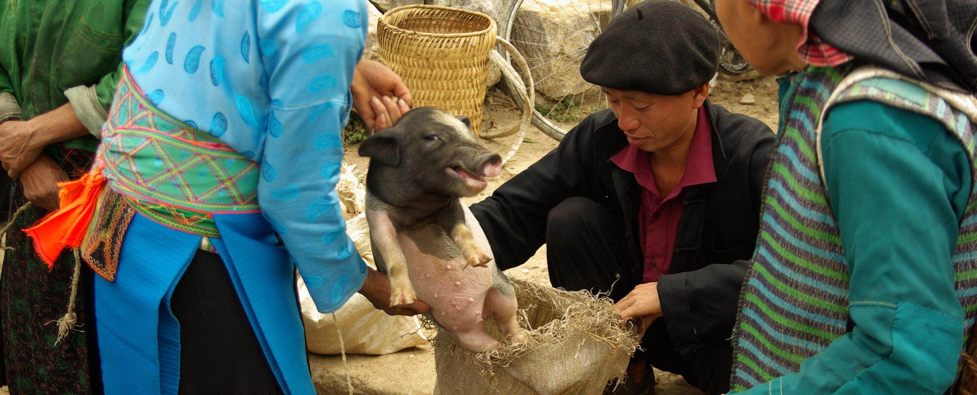 Market-based approaches to improving the safety of pork in Vietnam (SafePORK)
