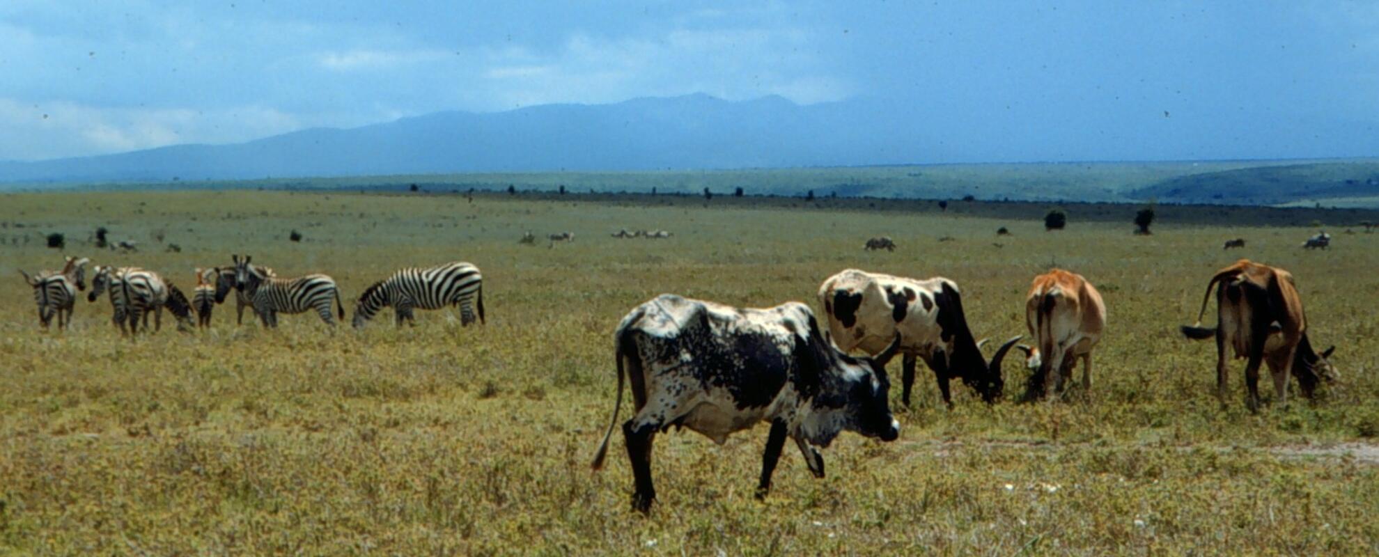 Understanding zoonotic risks from wild meat at the Kenya