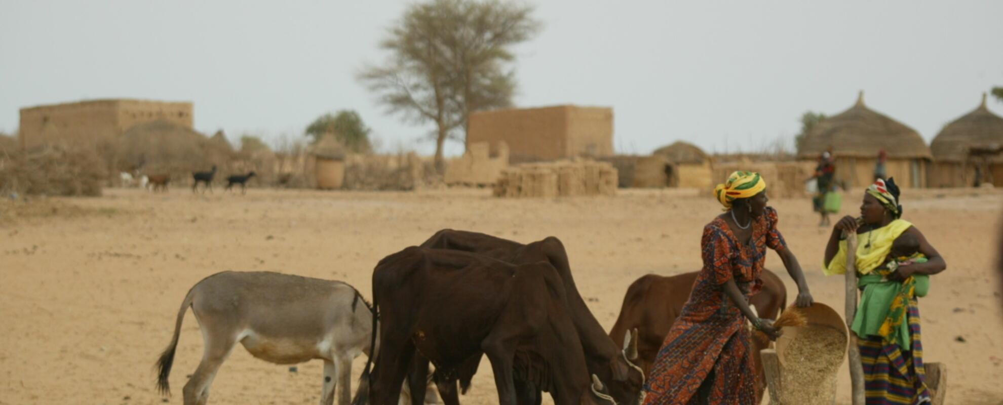Aflatoxin-related health risk for milk consumers in rural and peri-urban areas in Burkina Faso