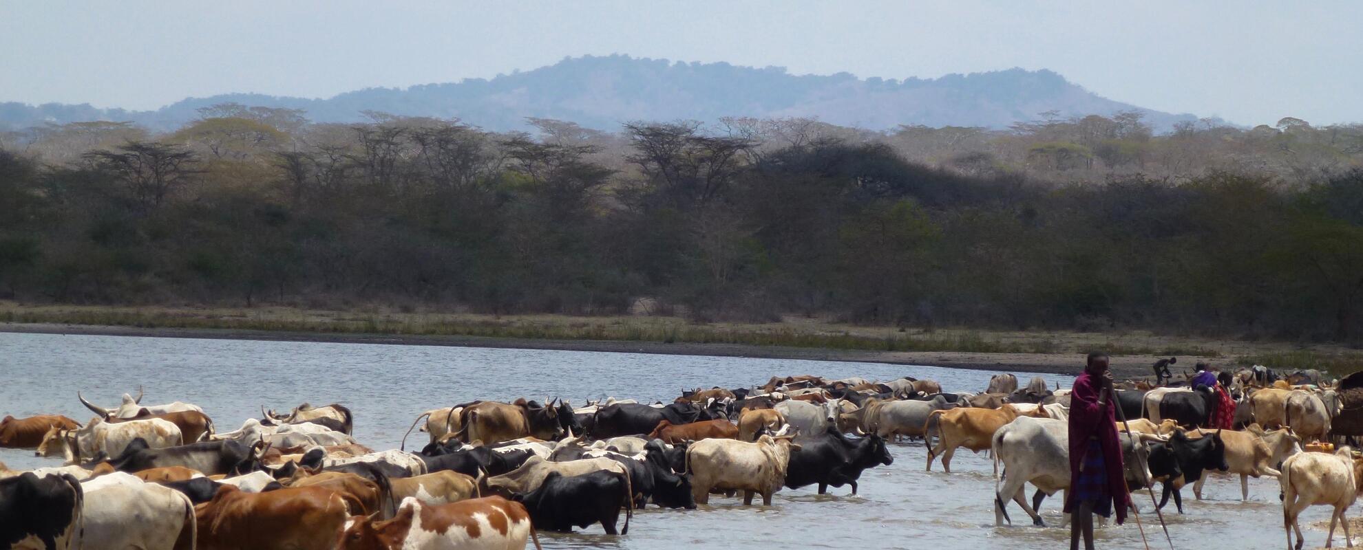 A Maasai pastoralist taking livestock to drink from the Olkitikiti Dam