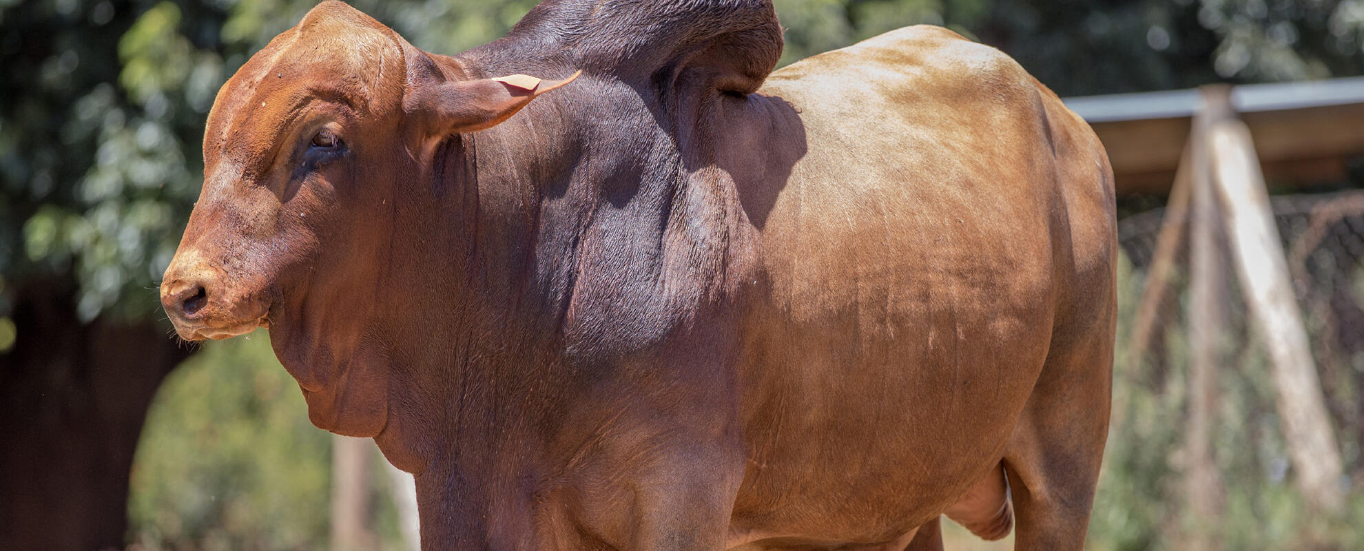 Mzima livestock project