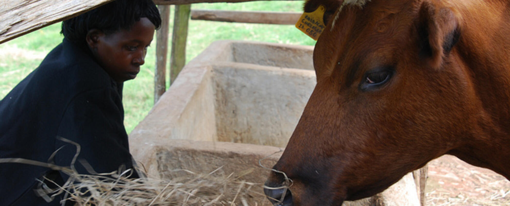 East Africa Dairy Development (EADD) project