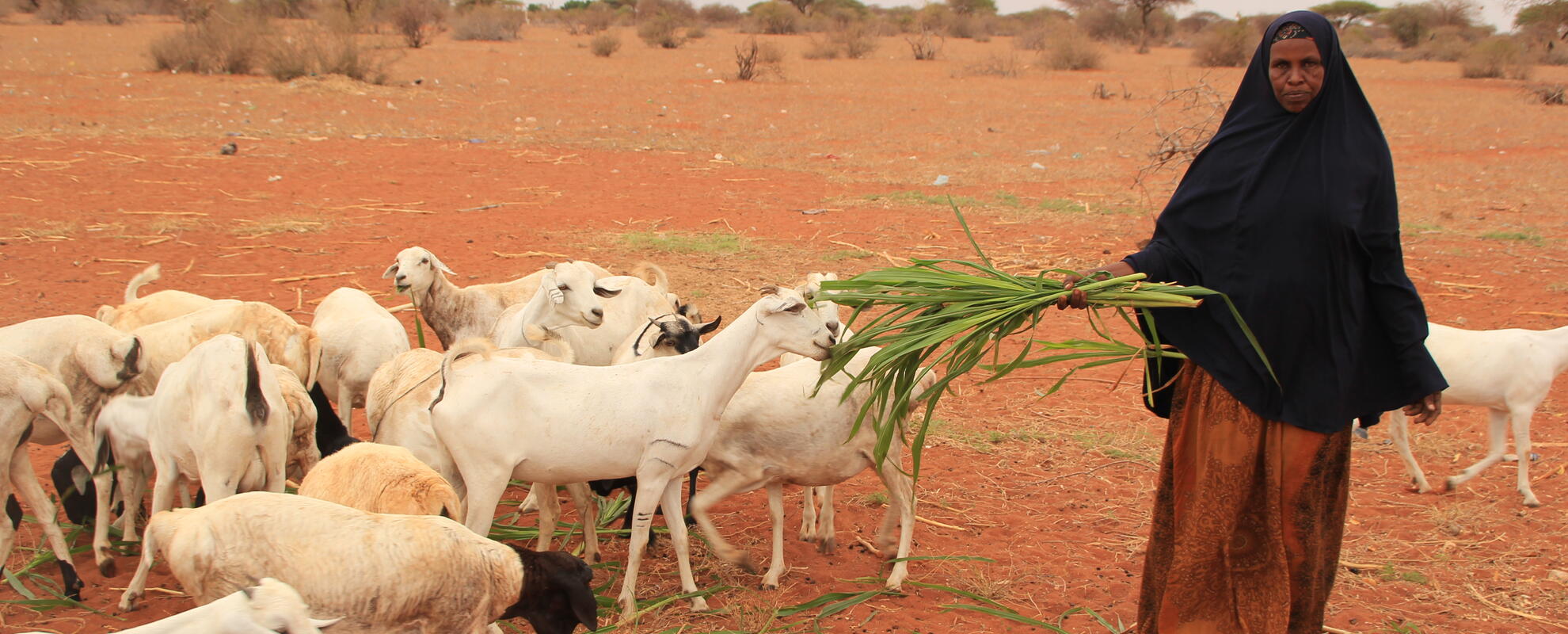 A member of the Muungano Makaror Farming group in Wajir feed their livestock with fodder harvested from their farm (ILRI / Dorine Odongo).
