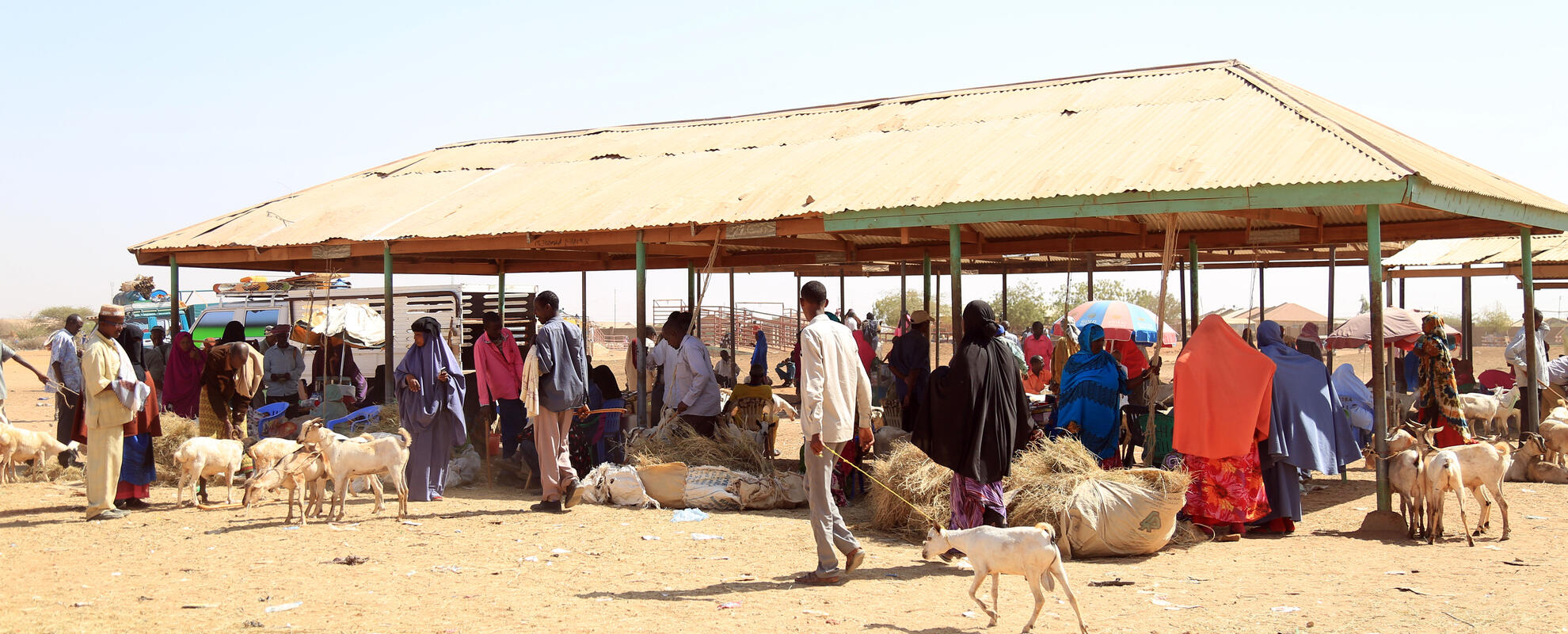Somaliland's biggest livestock market, Burao (ILRI / Peter Ballantyne).