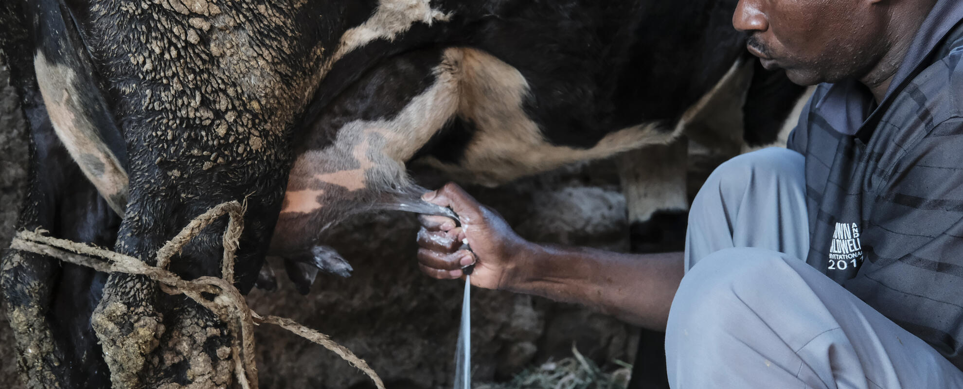 Man milking cow, Kenya. (ILRI)
