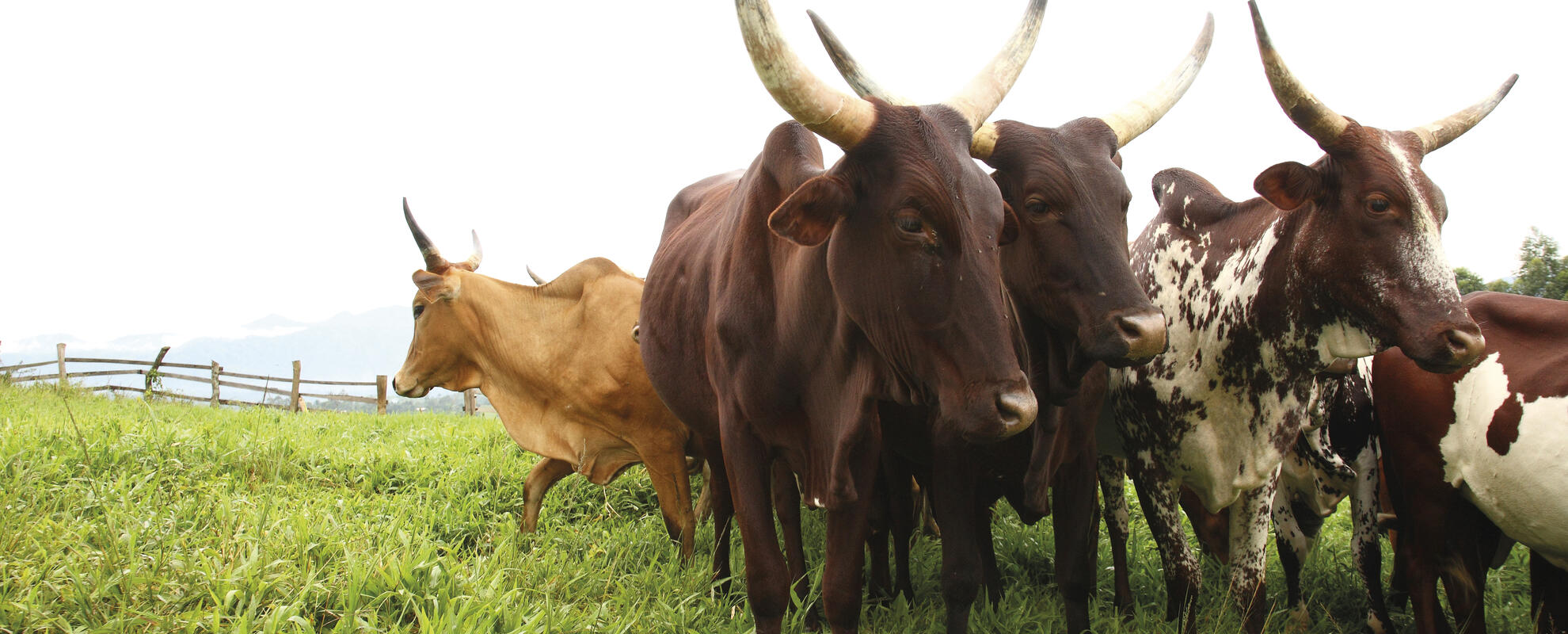 Fulani, Cattle breed: Red & White Fulani. Location: Bamenda, Cameroon.