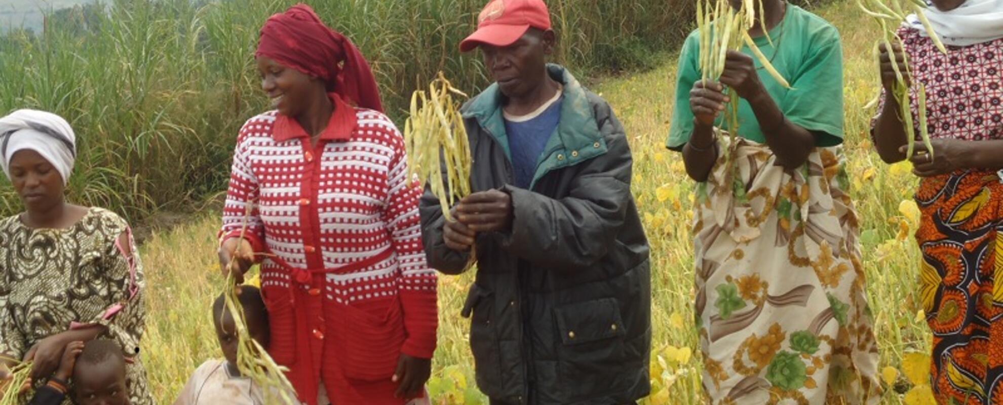 Farmers selecting desirable bean varieties during a farmers field day in Rwanda (ILRI / Bio-Innovate).